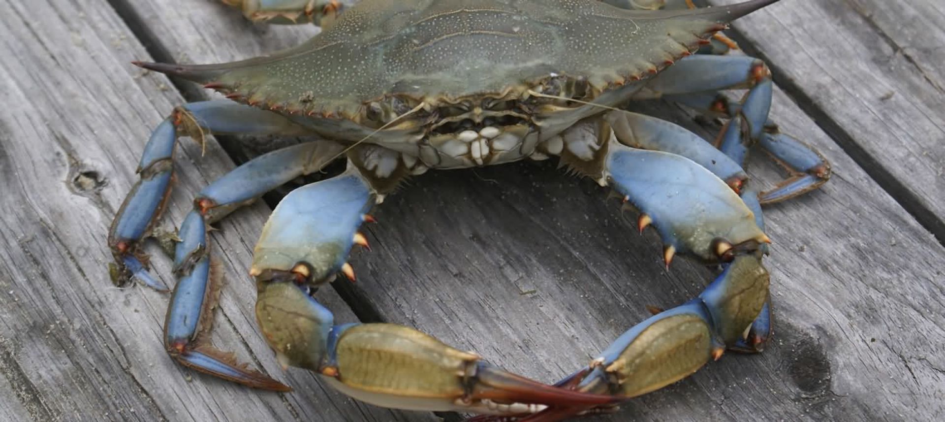 Fresh Shrimp from Fabian Seafood Galveston Texas Home